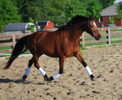 Bildhübsches Welsh-B-Pony Stckm. 1 44 m 6 jähriger Stute