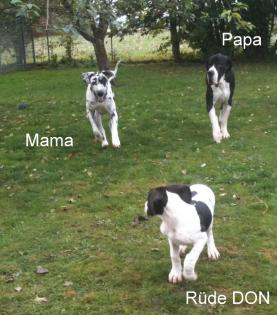 Deutsche Doggen Welpen