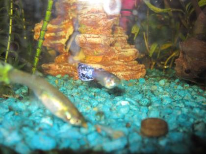 Guppy s abzugeben