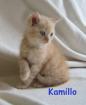 Verschmuste Selkirk Rex Kitten- für Zucht Show oder einfach nur zum liebhaben