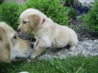 Wurfankündigung wir planen einen neuen Wurf Golden Retriever Welpen