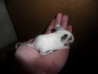 Degu Superschecke - Blauträger männlich