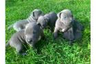 Pitbull Terrier Welpen