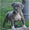 American Pit Bull Terrier Welpen