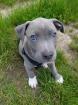 American Pit Bull Terrier welpenAmerican Pit Bull Terrier welpen