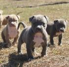 Pitbull Blueline welpen 12 Wochen alt