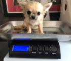 XXL Chihuahua Welpen von ernsten Züchtern 580 729-6143