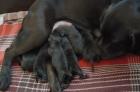 Zuckersüße edle Labrador-Welpen in choco mit Papieren