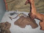 2 Leopardengeckos inkl. Terrarium