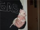 Extra mini chihuahua