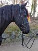 6j. schicker Friesen-Wallach L-M Niveau