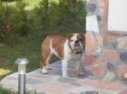 Eng Bulldog Hündin 9 mon schweren Herzens abzugeb
