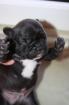 Französische bulldogge /o . papiere reinrassig gesund und freiatmend HD frei