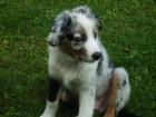 3Wunderschöner Australian Shepherd Welpe blue merle 3