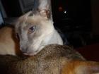 Siam kastratin gesucht